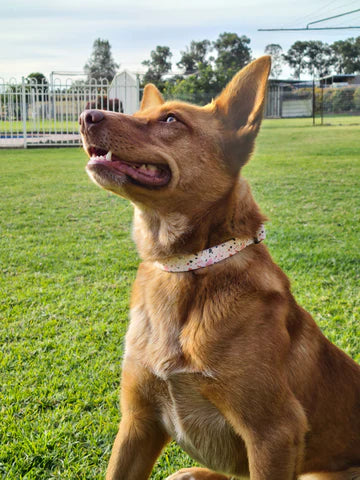 Pastel Terrazzo Dog Collar - Pet And Farm