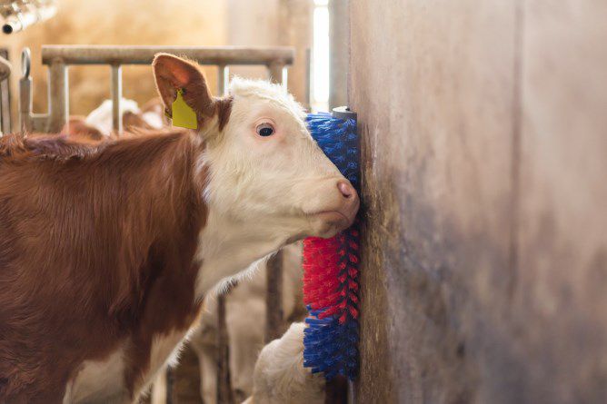 Scratch Brush Multi-use Kerbl - Pet And Farm
