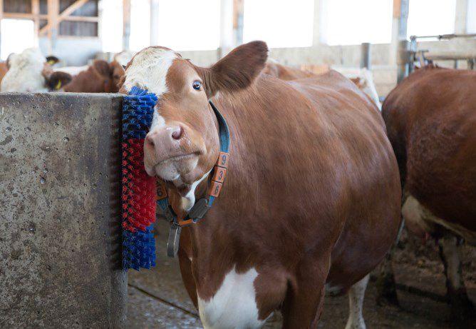 Scratch Brush Multi-use Kerbl - Pet And Farm