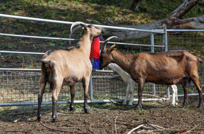 Scratch Brush Multi-use Kerbl - Pet And Farm