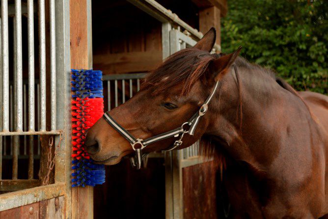 Scratch Brush Multi-use Kerbl - Pet And Farm