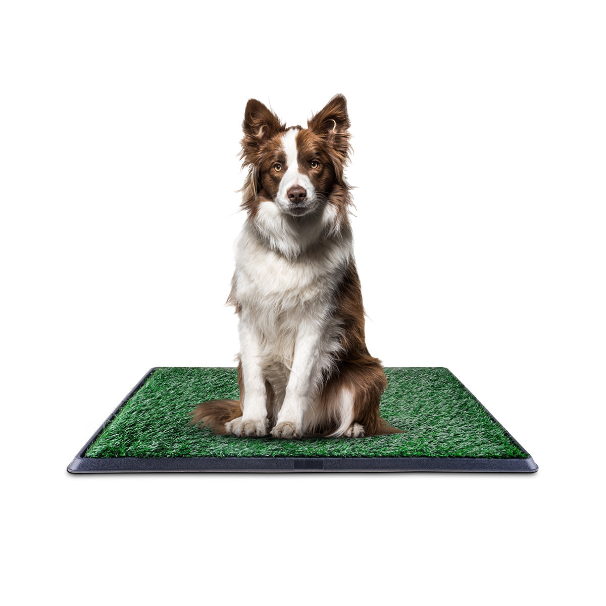 Pet Basic Portable Dog Potty Trainer 3 Layer System Odour Resistant 76 x 50cm - Pet And Farm