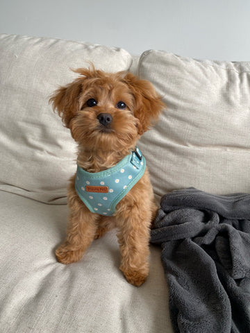 Sage Daisy Dog Harness - Pet And Farm
