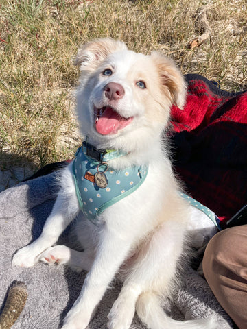 Sage Daisy Dog Harness - Pet And Farm