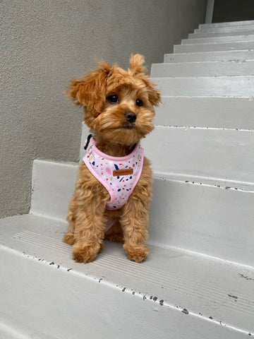 Pastel Terrazzo Dog Harness - Pet And Farm