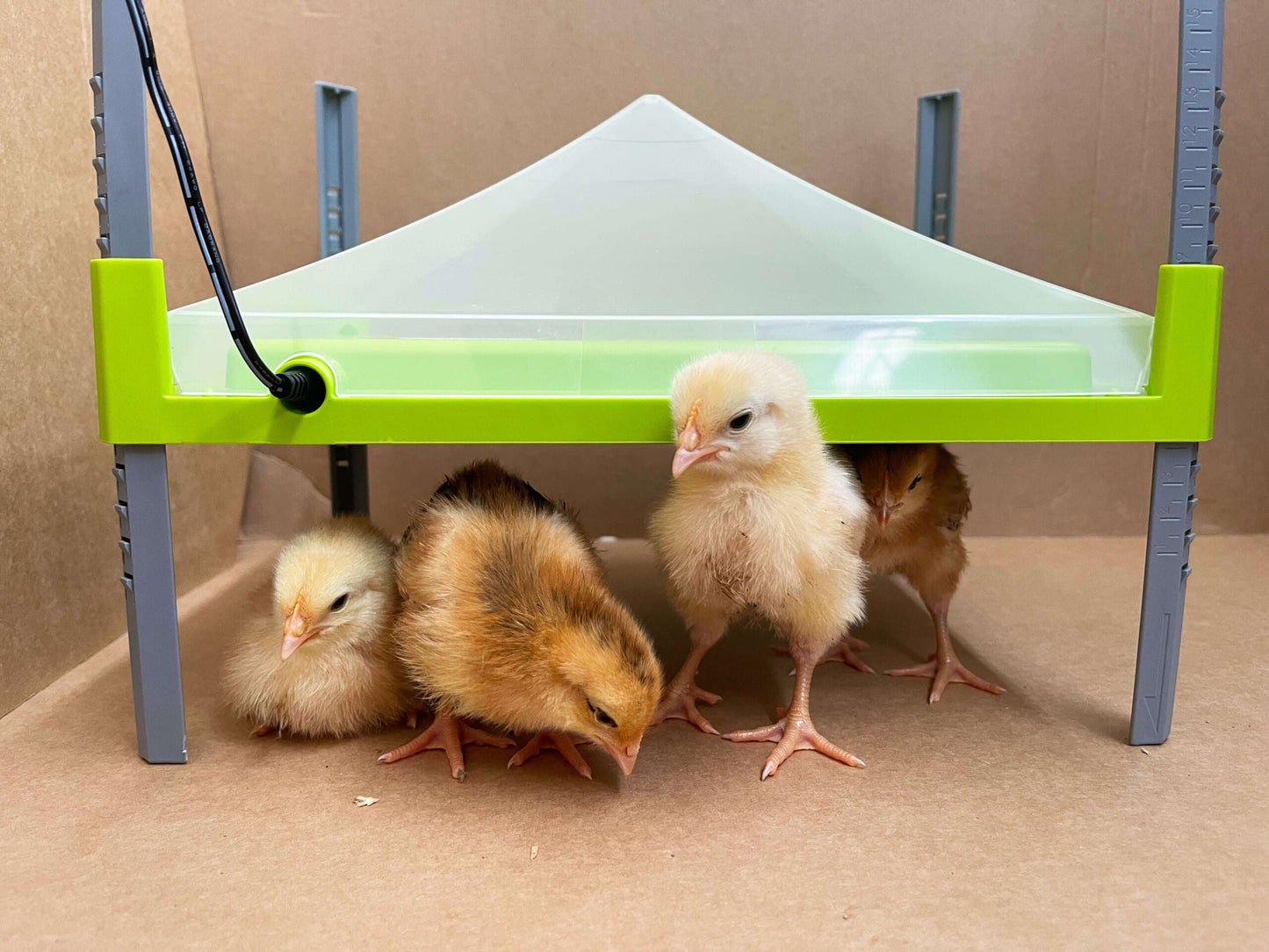 River Chicken Heating Plate With Cover - Pet And Farm