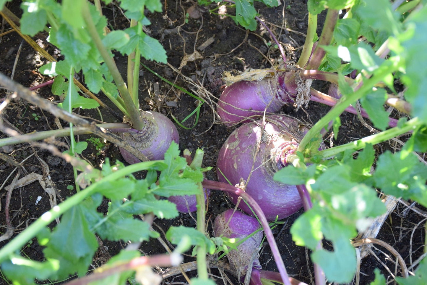Mammoth Purple Top Turnip + Thiram - Pet And Farm