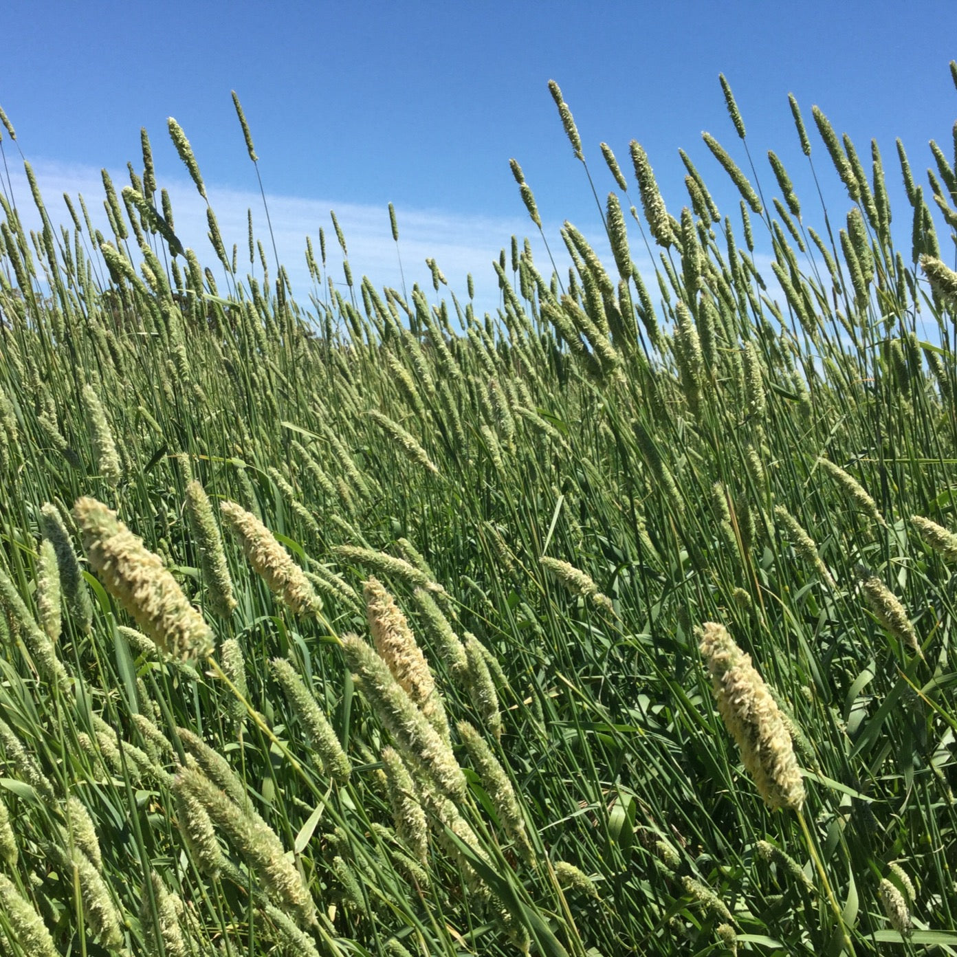 Holdfast Phalaris