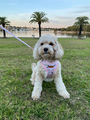 Pastel Terrazzo Dog Lead - Pet And Farm
