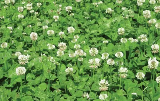 AberNormous White Clover Coated