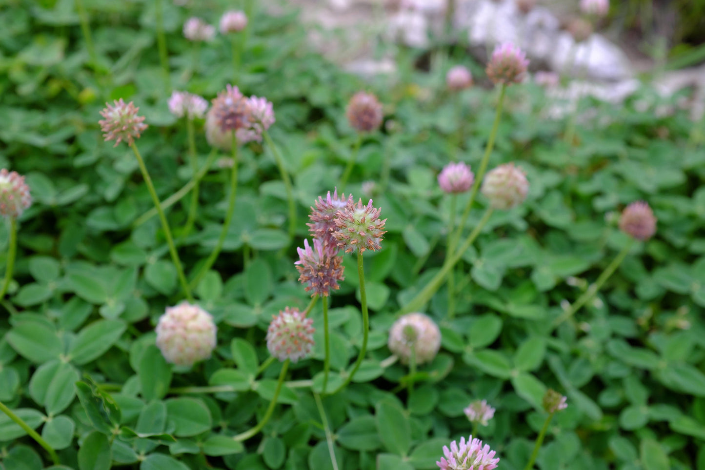 Palestine Strawberry Clover Coated Seed - Pet And Farm