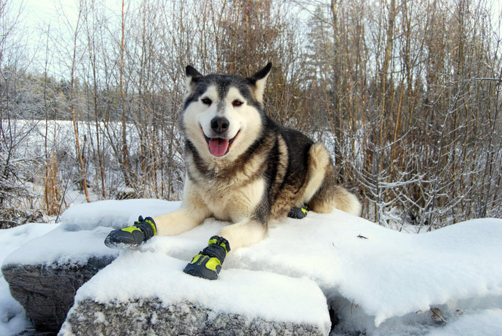 True Love Shoes Black Size 6 - Pet And Farm