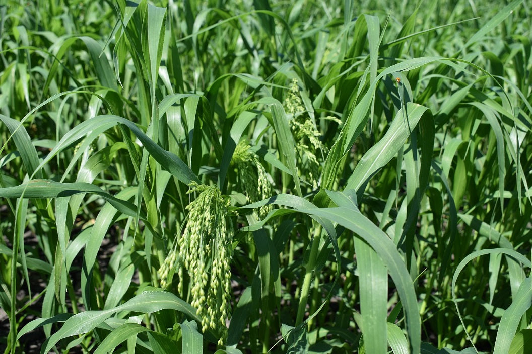 White French Millet - Pet And Farm