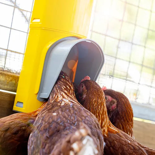 Bainbridge Chook Towers Feeder - Pet And Farm