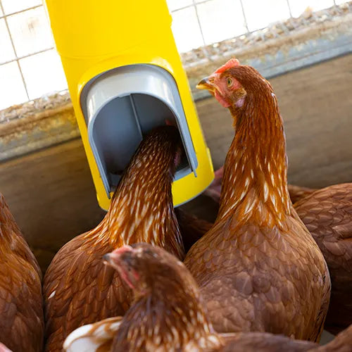 Bainbridge Chook Towers Feeder - Pet And Farm
