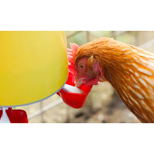 Bainbridge Chook Tower Drinker - Pet And Farm