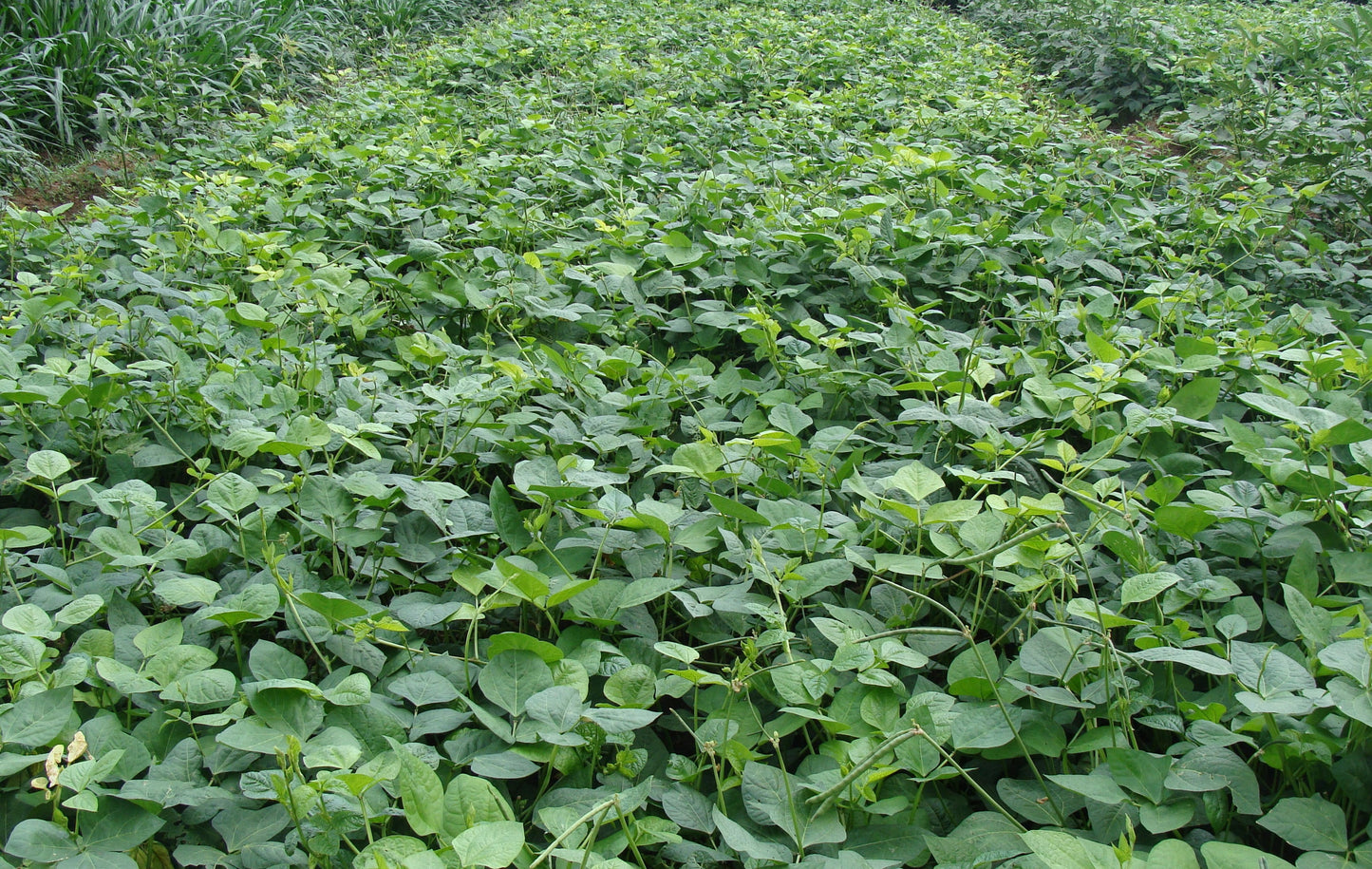 Red Caloona Cowpeas - Pet And Farm