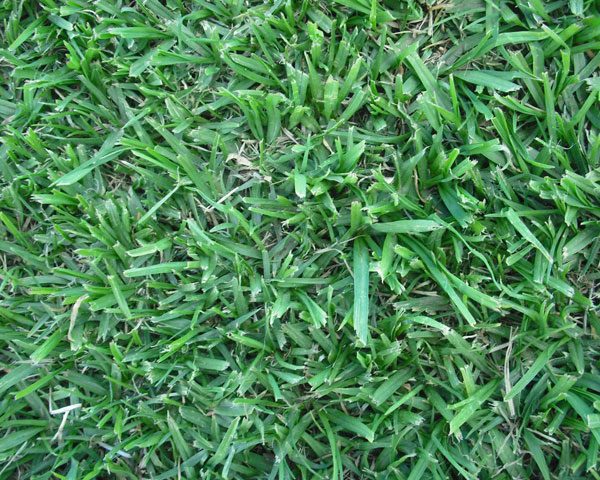 Whittet Kikuyu Seed Coated - Pet And Farm