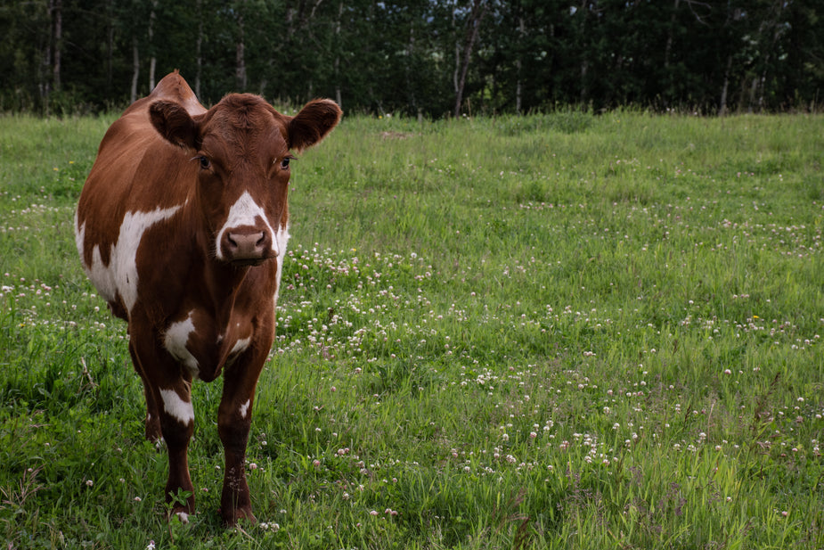 Meat & Milk Pasture Seed Blend - Pet And Farm