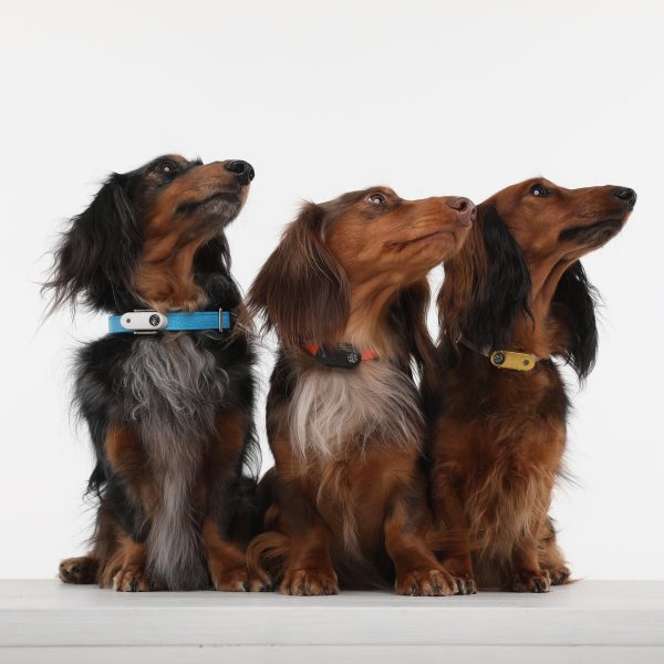 Tickless Mini Electronic Tick Repeller for Cats and Small Dogs - Pet And Farm