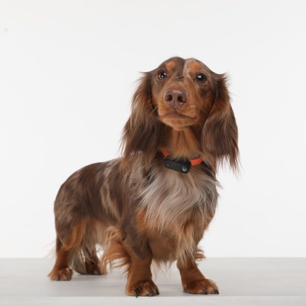 Tickless Mini Electronic Tick Repeller for Cats and Small Dogs - Pet And Farm