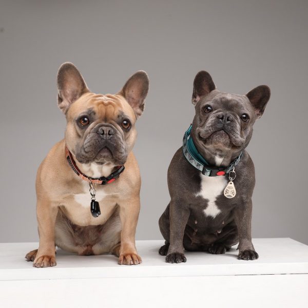 Tickless Pet Electronic Tick Repeller - Pet And Farm