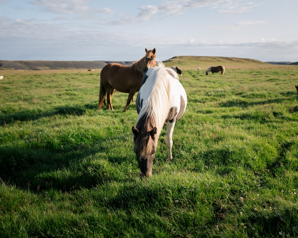 Eqiune Pasture Seed Blend - Pet And Farm