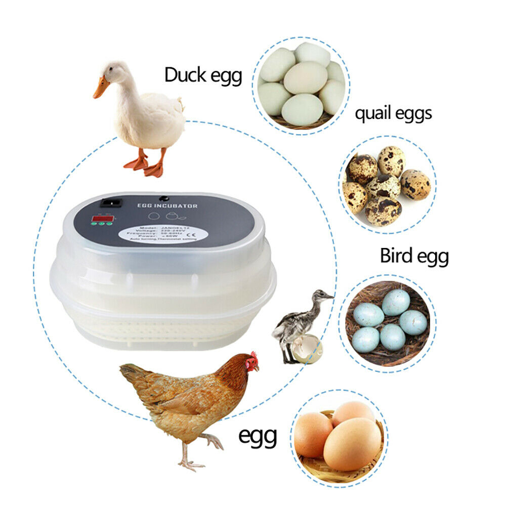 Incubator Automatic 12 Egg - Pet And Farm