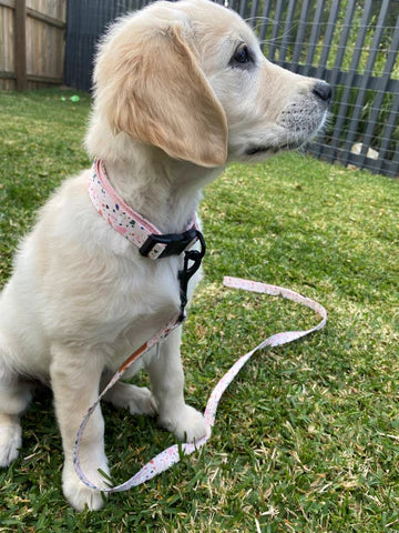 Pastel Terrazzo Dog Collar - Pet And Farm