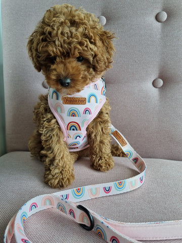 Boho Rainbow Dog Lead - Pet And Farm