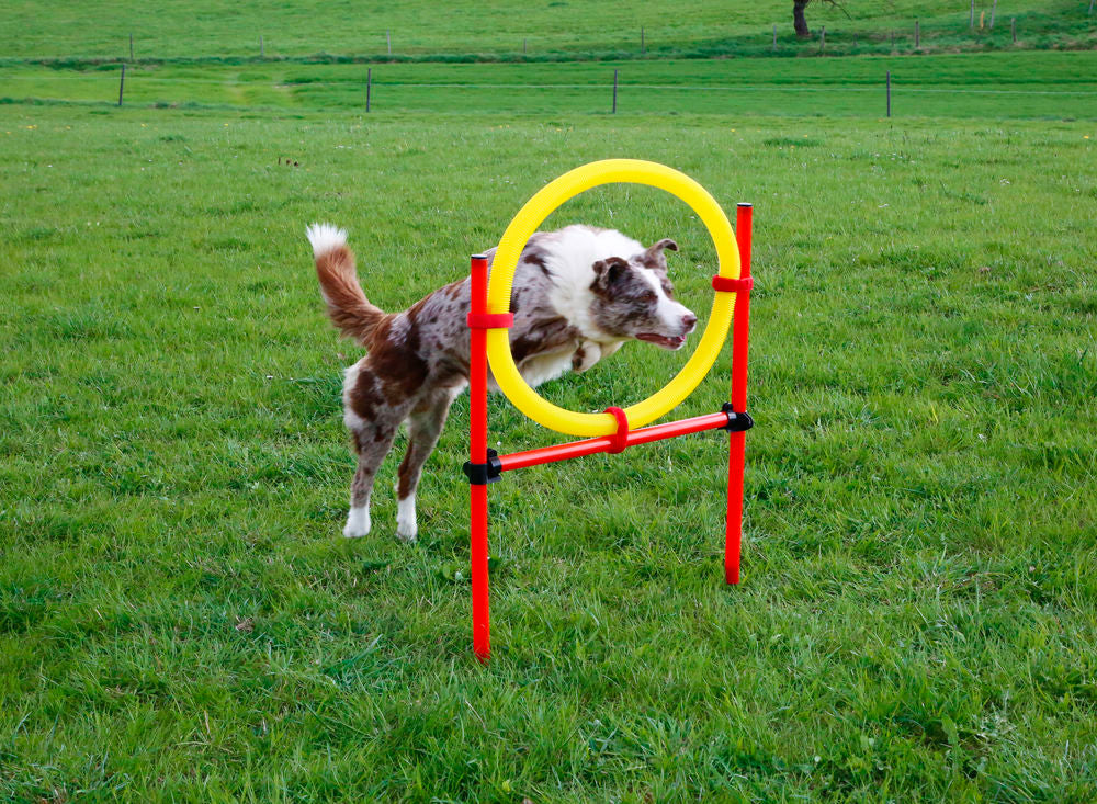 Dog Agility Set - Pet And Farm