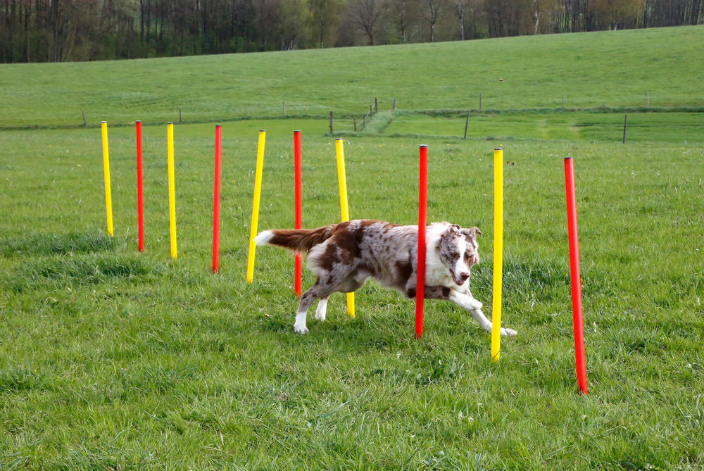 Dog Agility Set - Pet And Farm