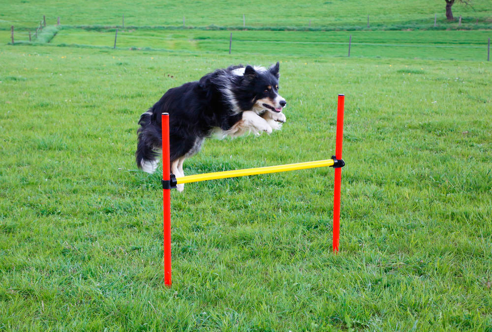 Dog Agility Set - Pet And Farm