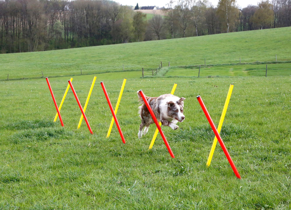 Dog Agility Set - Pet And Farm