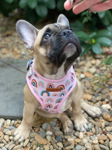 Boho Rainbow Dog Harness - Pet And Farm