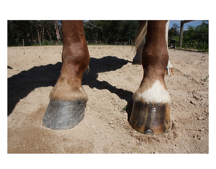 Donnybrook Hoof - Hoof Moisturiser - Pet And Farm