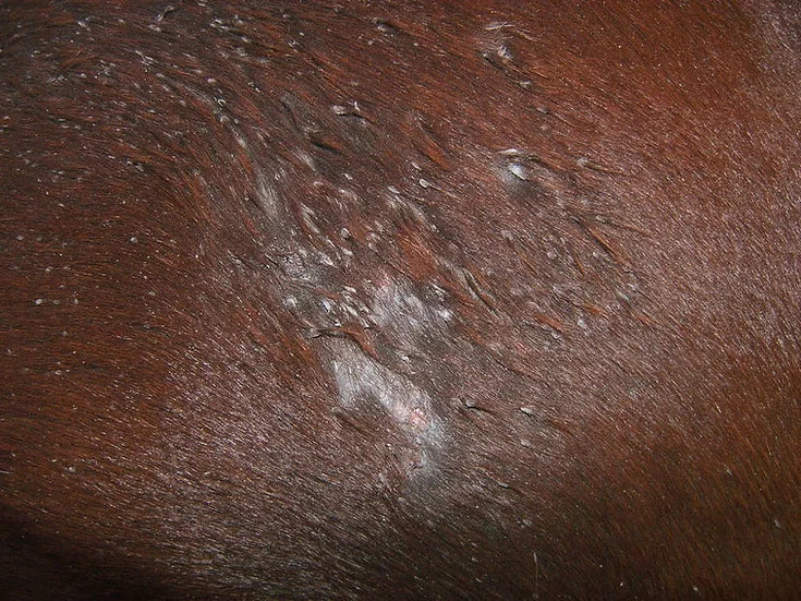 Donnybrook Hoof - Skin Repair Wash - Pet And Farm