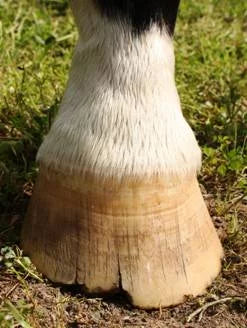 Donnybrook Hoof - Crack Repair - Pet And Farm