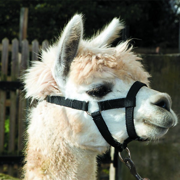 Alpaca Halter - Pet And Farm