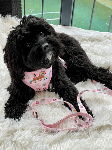 Boho Rainbow Dog Lead - Pet And Farm