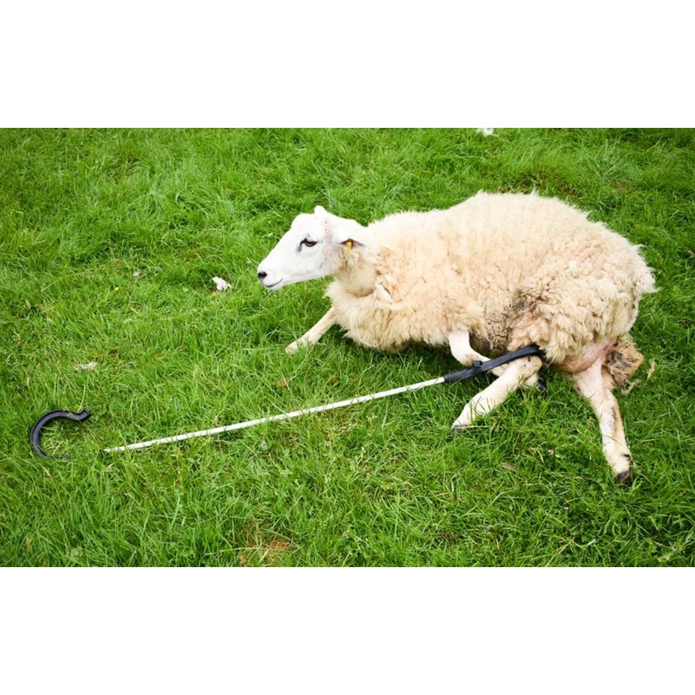 Shepherds Crook Super Crook - Pet And Farm 
