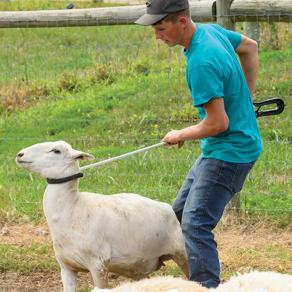 Shepherds Crook Super Crook - Pet And Farm 