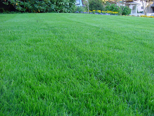 Hardy Lawn Blend - Pet And Farm