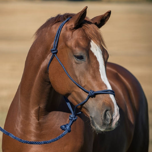 Horze Caspar Halter W/Lead - Pet And Farm