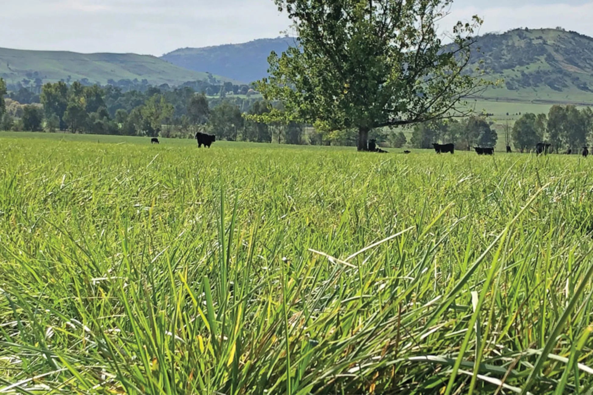 Demeter Fescue Uncert Seed - Pet And Farm 