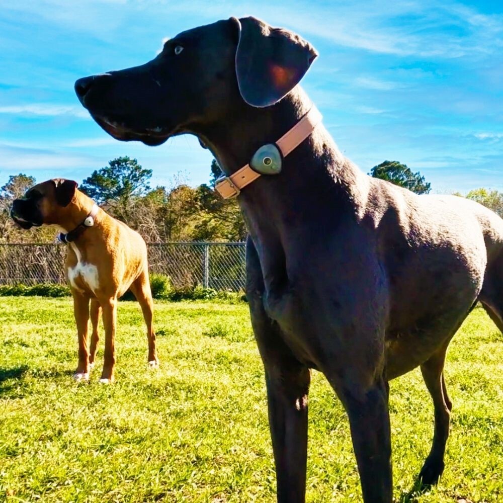 Max & Molly Soundshield Ultrasonic Protection for Ticks & Fleas - Pet And Farm 
