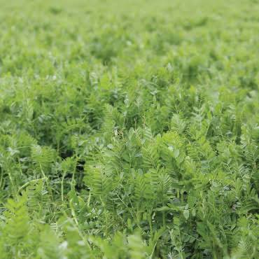 Morava Vetch (Soft Seeded)
