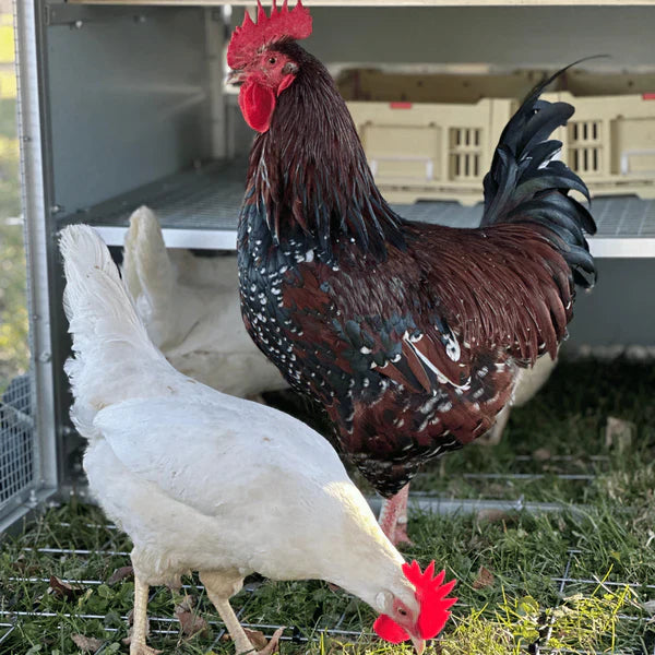 Collapsible Chicken Nesting Box