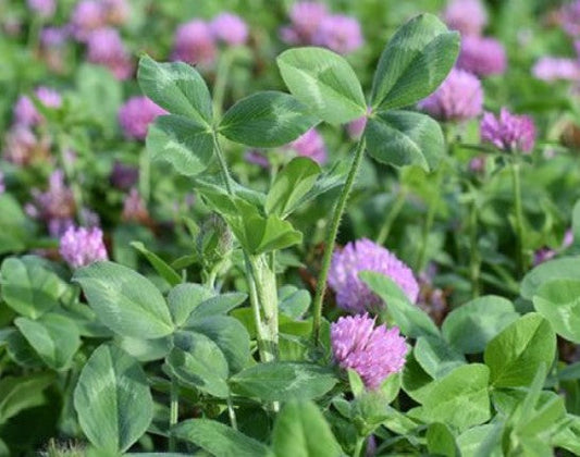 Usa Red Clover Coated Seed