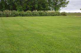 Sunny Lawn Blend - Pet And Farm